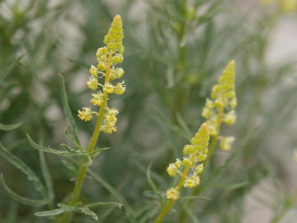 <h3><a href="/trips/ebro/biota/plantae/tracheophyta/magnoliopsida/brassicales/resedaceae/reseda lutea/reseda lutea-nl.html">Reseda&nbsp;lutea</a> / Wild&nbsp;mignonette / Wilde&nbsp;reseda</h3>OM-1 Mark II met OLYMPUS M.300mm F4.0, 1/2000 sec  bij F4.0, ISO 640, afstand 2.30&nbsp;m